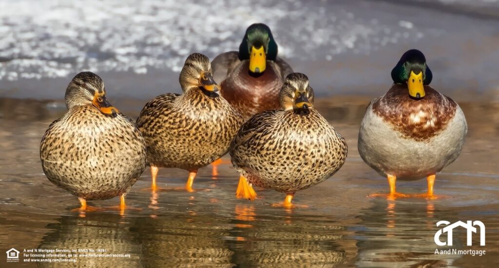 ducks-rates-still-high